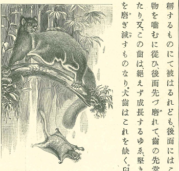 「女子用 動物教科書」