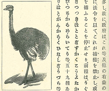 「女子用 動物教科書」
