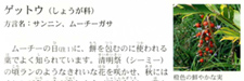 月桃の実