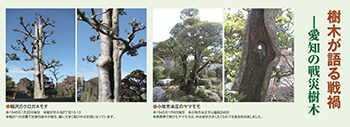 樹木が語る戦禍―愛知の戦災樹木